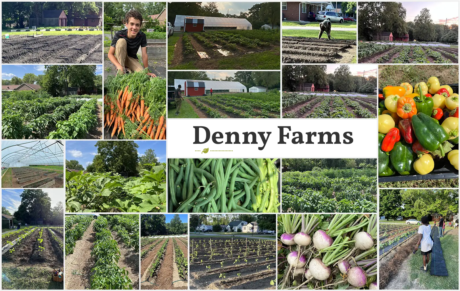 A collage of different vegetables and people in the field.